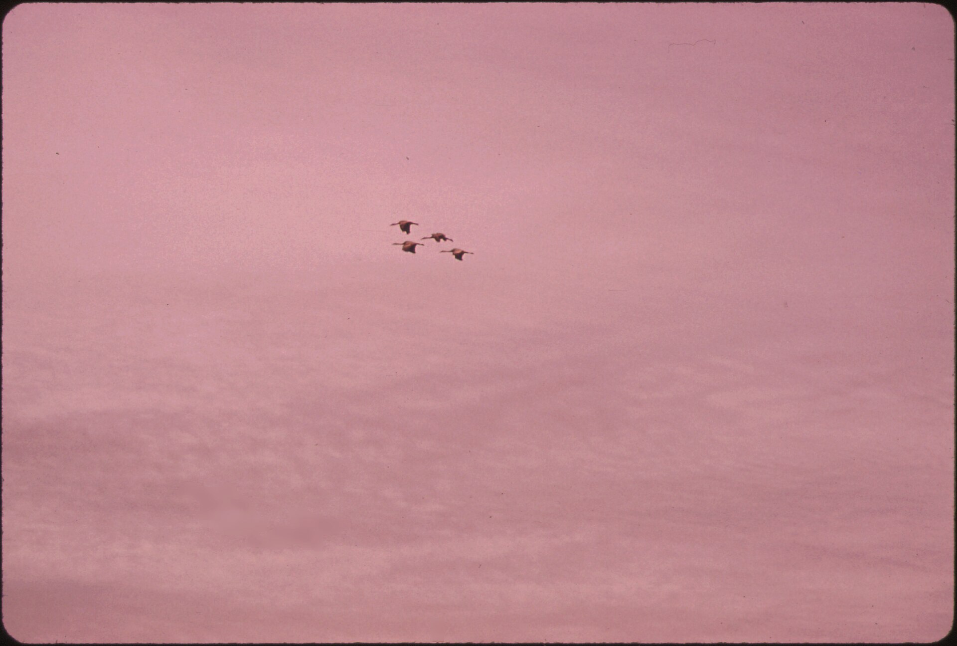 Sandhill cranes over the Platte River near Grand Island